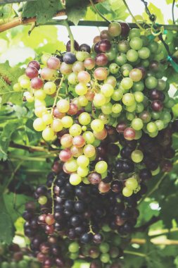 Yeşil üzüm bağ ağaçlarda olgunlaşma görünümü Kapat
