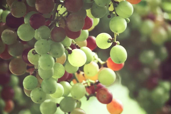 Blick Auf Grüne Trauben Die Auf Bäumen Weinberg Reifen — Stockfoto