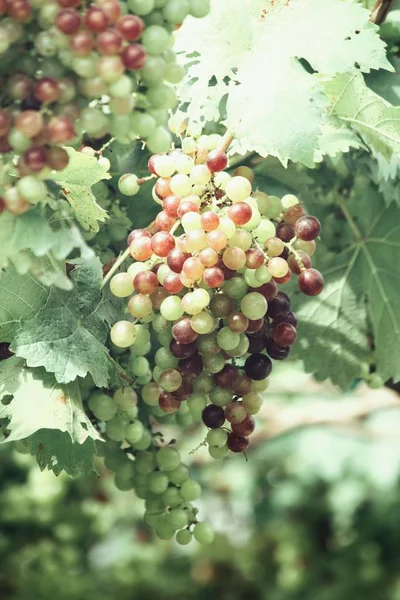 Vista Cercana Las Uvas Verdes Madurando Los Árboles Viñedo — Foto de Stock