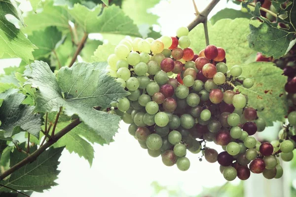 Raisins Verts Mûrissant Sur Les Arbres Dans Vignoble — Photo