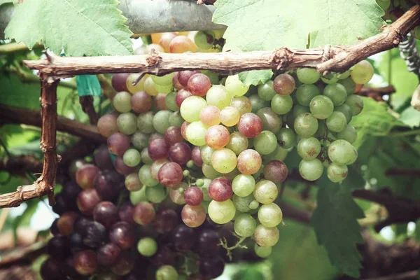 Vue Rapprochée Des Raisins Verts Mûrissant Sur Les Arbres Vignoble — Photo