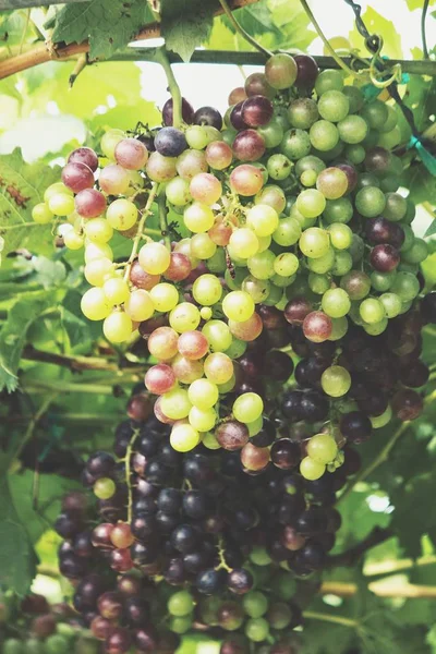 Yeşil üzüm bağ ağaçlarda olgunlaşma görünümü Kapat