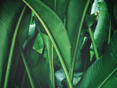 Taze parlak tropikal dokulu arka plan bırakır