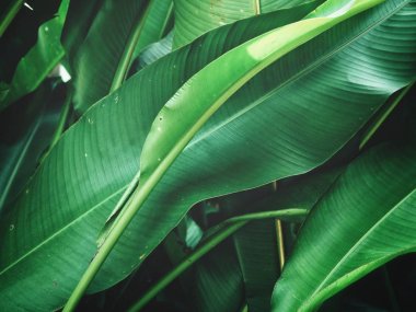 Taze parlak tropikal dokulu arka plan bırakır