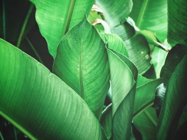 Taze parlak tropikal dokulu arka plan bırakır