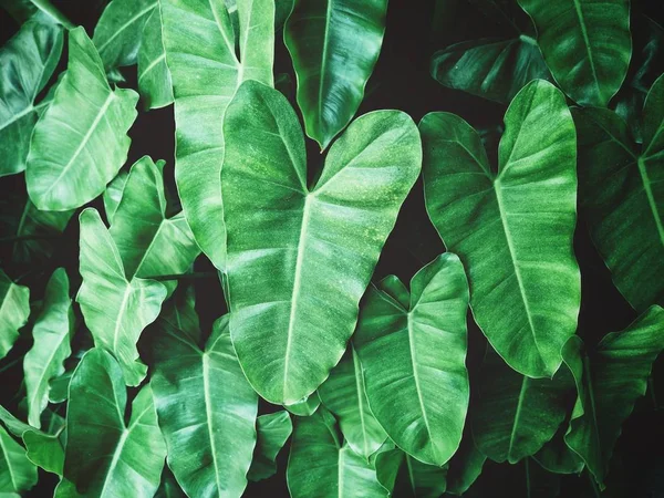 Taze parlak tropikal dokulu arka plan bırakır