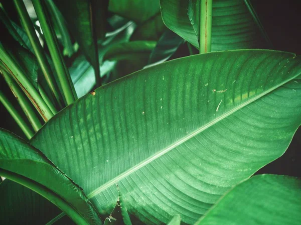 Frische Helle Tropische Blätter Strukturierten Hintergrund — Stockfoto