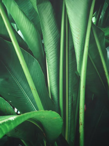 Taze parlak tropikal dokulu arka plan bırakır