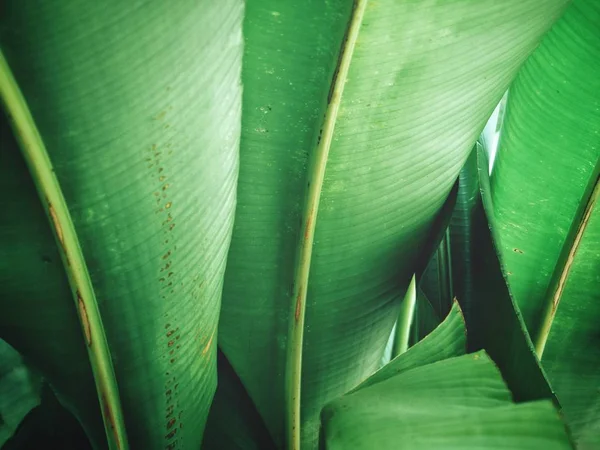 Frescas Folhas Tropicais Brilhantes Texturizado Fundo — Fotografia de Stock