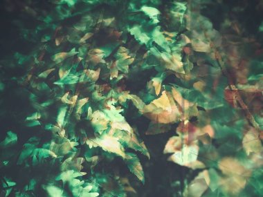 Taze yeşil fern görünümü Kapat dokulu arka plan bırakır