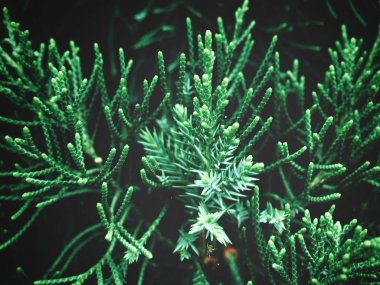 Yeşil çam ağacı dalları görünümü Kapat