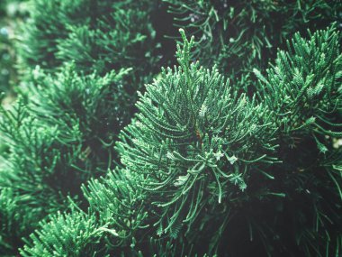 Yeşil çam ağacı dalları görünümü Kapat