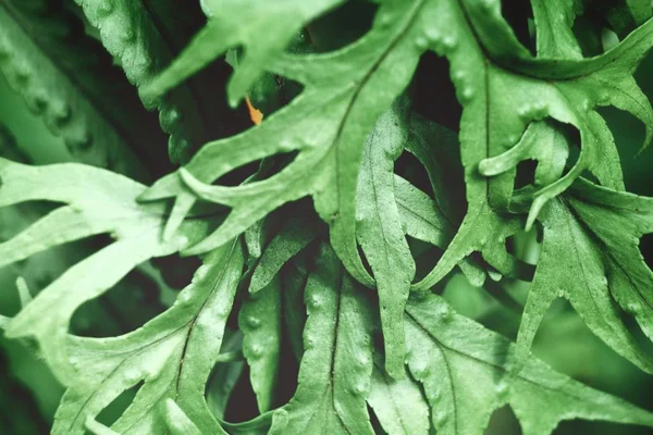 Vista Vicino Fresche Foglie Felce Verde Sfondo Strutturato — Foto Stock