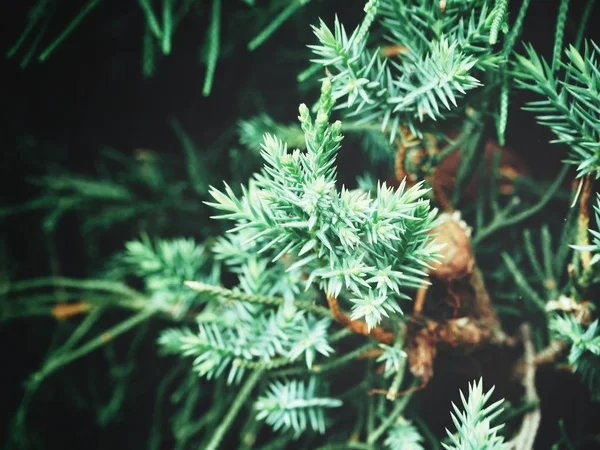 Yeşil çam ağacı dalları görünümü Kapat