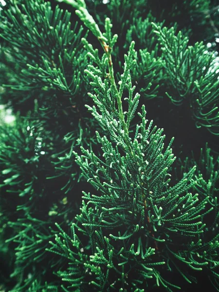 Close View Green Pine Tree Branches — Stock Photo, Image