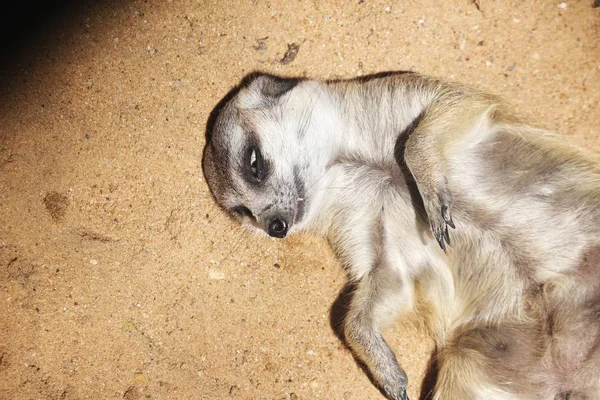 Close up de meerkat no zoológico — Fotografia de Stock