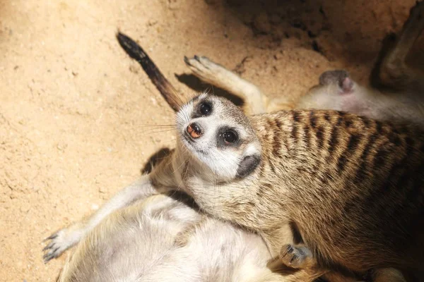 Primer plano de suricata en el zoológico — Foto de Stock