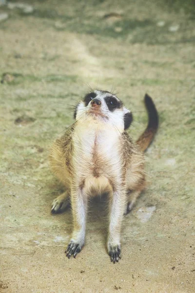 Close up of meerkat in the zoo — Stock Photo, Image