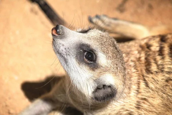 Primer plano de suricata en el zoológico — Foto de Stock