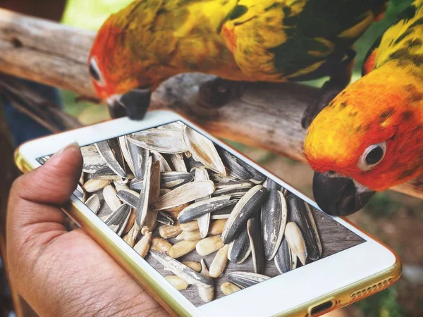 Smart telefon med solrosfrön och papegoja — Stockfoto