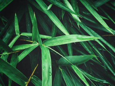 Taze yeşil bambu yaprakları su damlaları ile görünümünü kapat