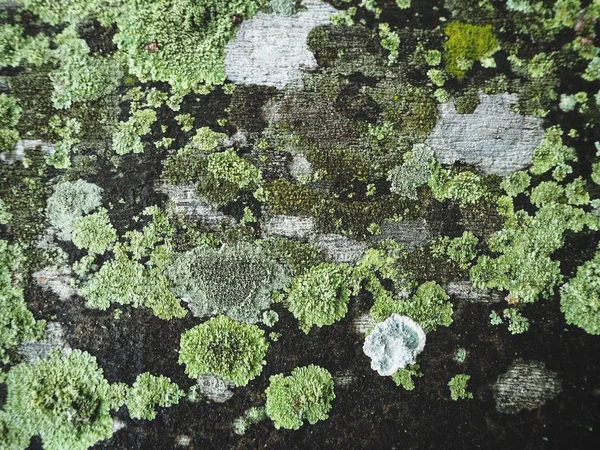 Крупний План Зелених Лишайників Тілі Дерева — стокове фото