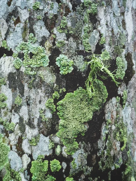 Zavřít Pohled Zelených Lišejníků Těle Stromu — Stock fotografie