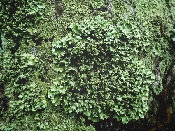 Zavřít Pohled Zelených Lišejníků Těle Stromu — Stock fotografie