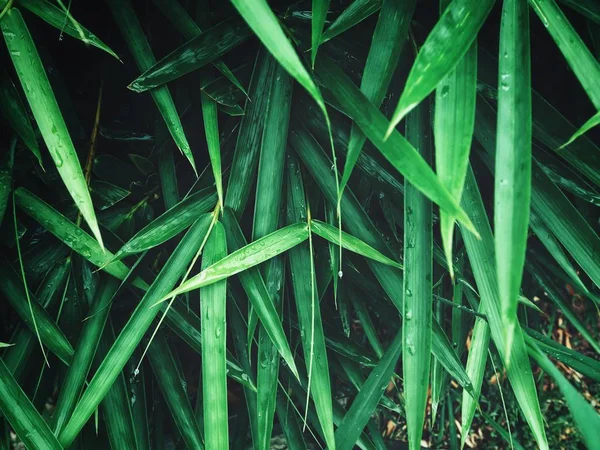 Vista Próxima Folhas Bambu Verde Fresco Com Gotas Água — Fotografia de Stock