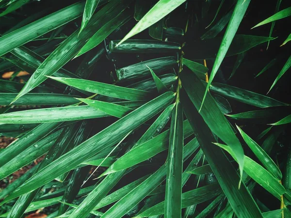 Stäng Färsk Grön Bambublad Med Vattendroppar — Stockfoto