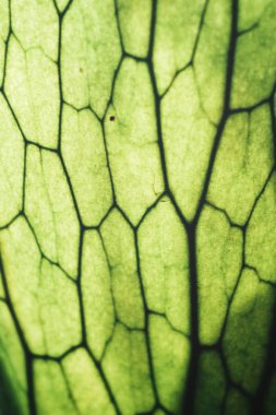 Fern yaprak dokulu yüzey görünümü Kapat 