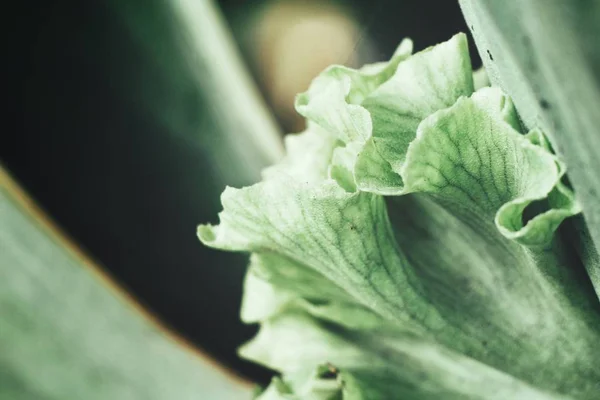 Vista Vicino Fresche Foglie Felce Verde Sfondo Strutturato — Foto Stock