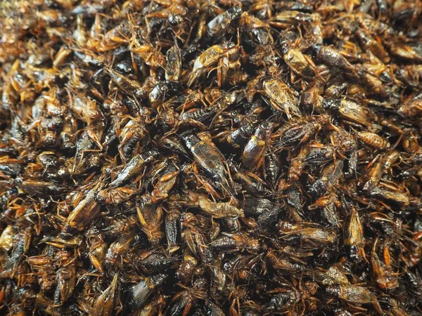 Selective Focus Pile Delicious Fried Insects — Stock Photo, Image