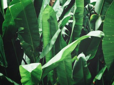 Taze parlak tropikal dokulu arka plan bırakır