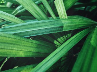 Taze yeşil avuç görünümü Kapat arka plan bırakır