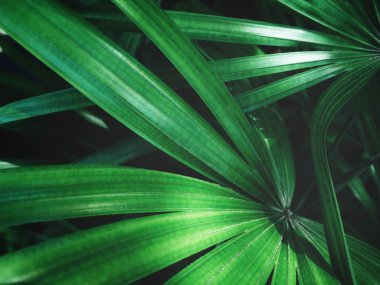 Taze yeşil avuç görünümü Kapat arka plan bırakır