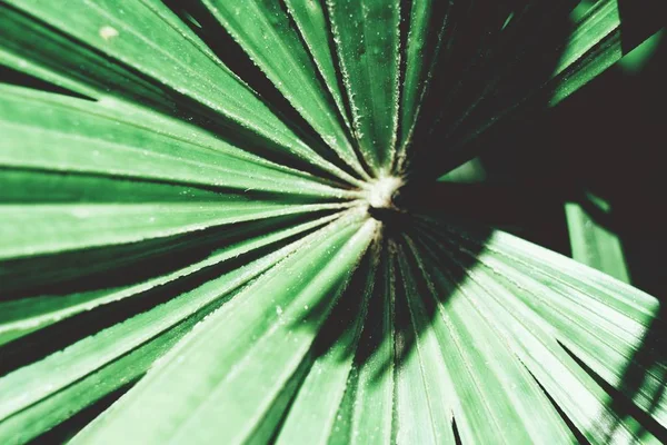 绿色棕榈叶与阴影的密切看法 — 图库照片