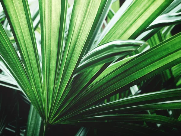 Vista Cercana Hojas Palmeras Verdes Con Sombras —  Fotos de Stock