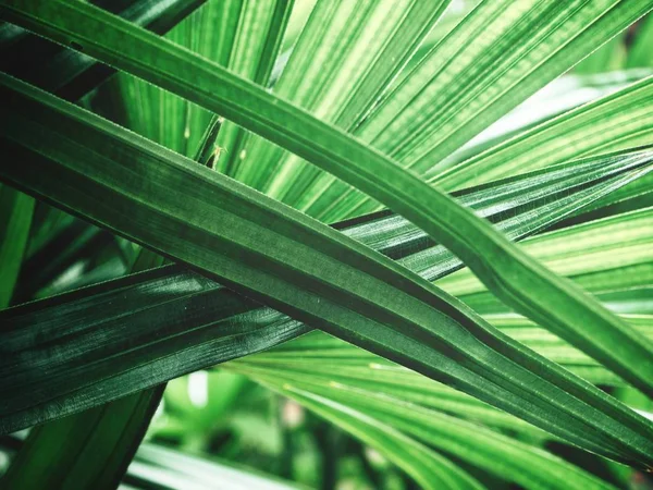 Yeşil avuç içi görünümü Kapat gölgelerle bırakır