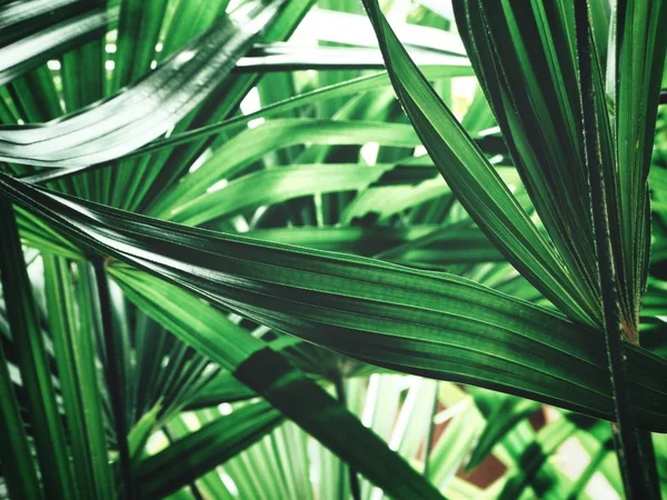 绿色棕榈叶与阴影的密切看法 — 图库照片