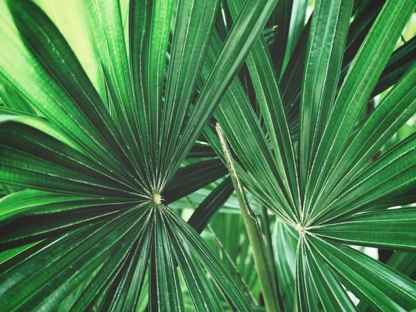 Yeşil avuç içi görünümü Kapat gölgelerle bırakır