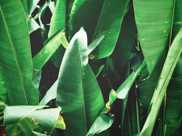 Taze parlak tropikal dokulu arka plan bırakır