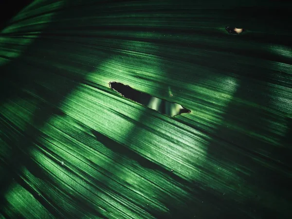 Zavřít Pohled Zelených Palem Listy Stíny — Stock fotografie