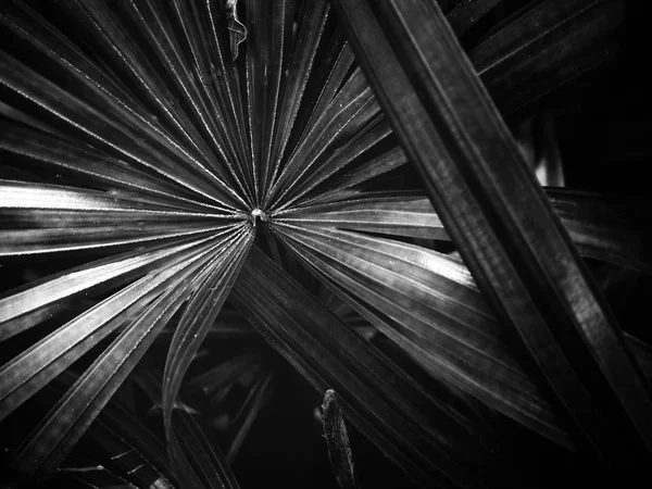Vergrote Weergave Van Mooie Zwart Wit Palm Bladeren — Stockfoto