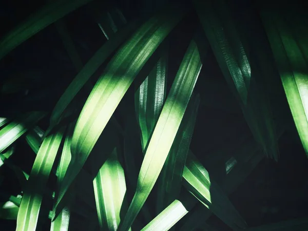 Nauwe Uitzicht Groene Palmen Verlaat Met Schaduwen — Stockfoto
