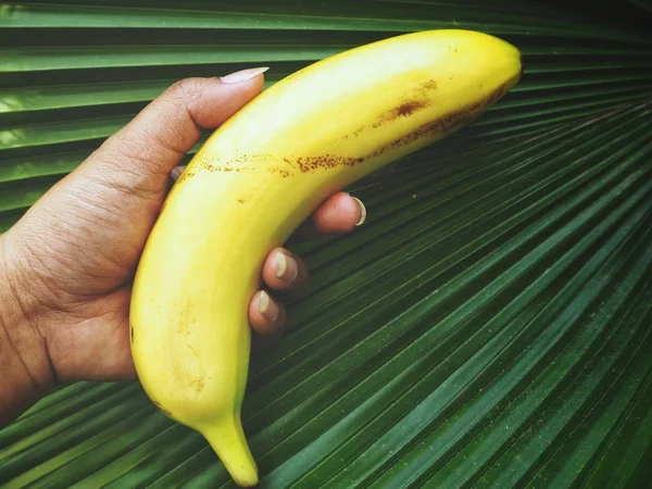 Tartja Kezében Érett Friss Banán — Stock Fotó