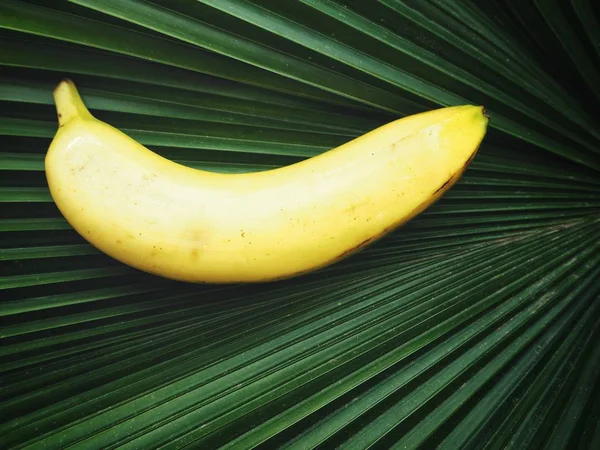 Pohled Shora Banán Zelené Palmový Strom List — Stock fotografie