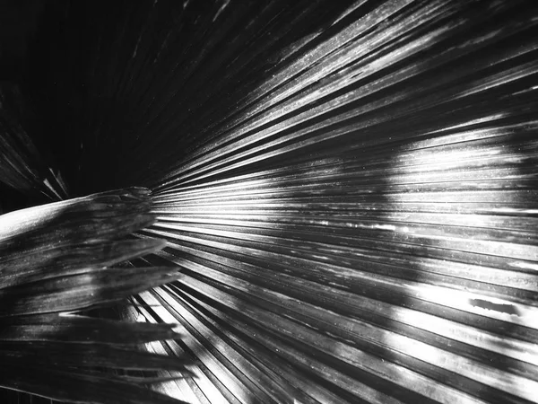 Siyah Beyaz görünümü Kapat palms yaprakları gölgeler