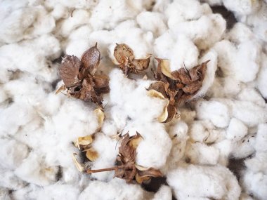 güzel beyaz kabarık pamuk çiçek arka plan yakından görmek