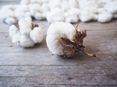 Ahşap arka plan üzerinde beyaz yumuşak pamuklu bitkiler